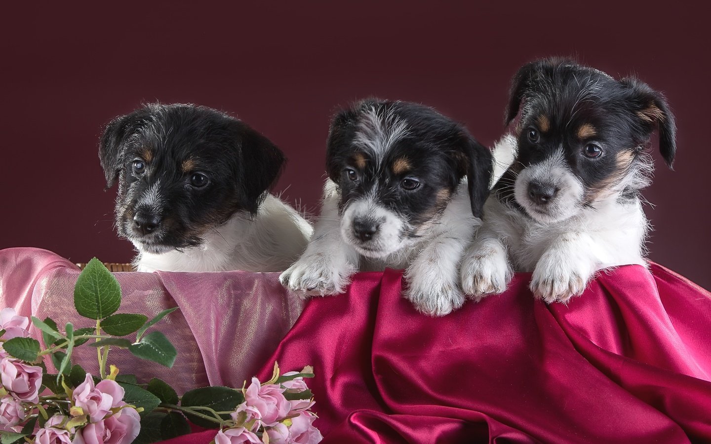 Обои цветы, щенки, трио, джек-рассел-терьер, flowers, puppies, trio, jack russell terrier разрешение 3000x1982 Загрузить