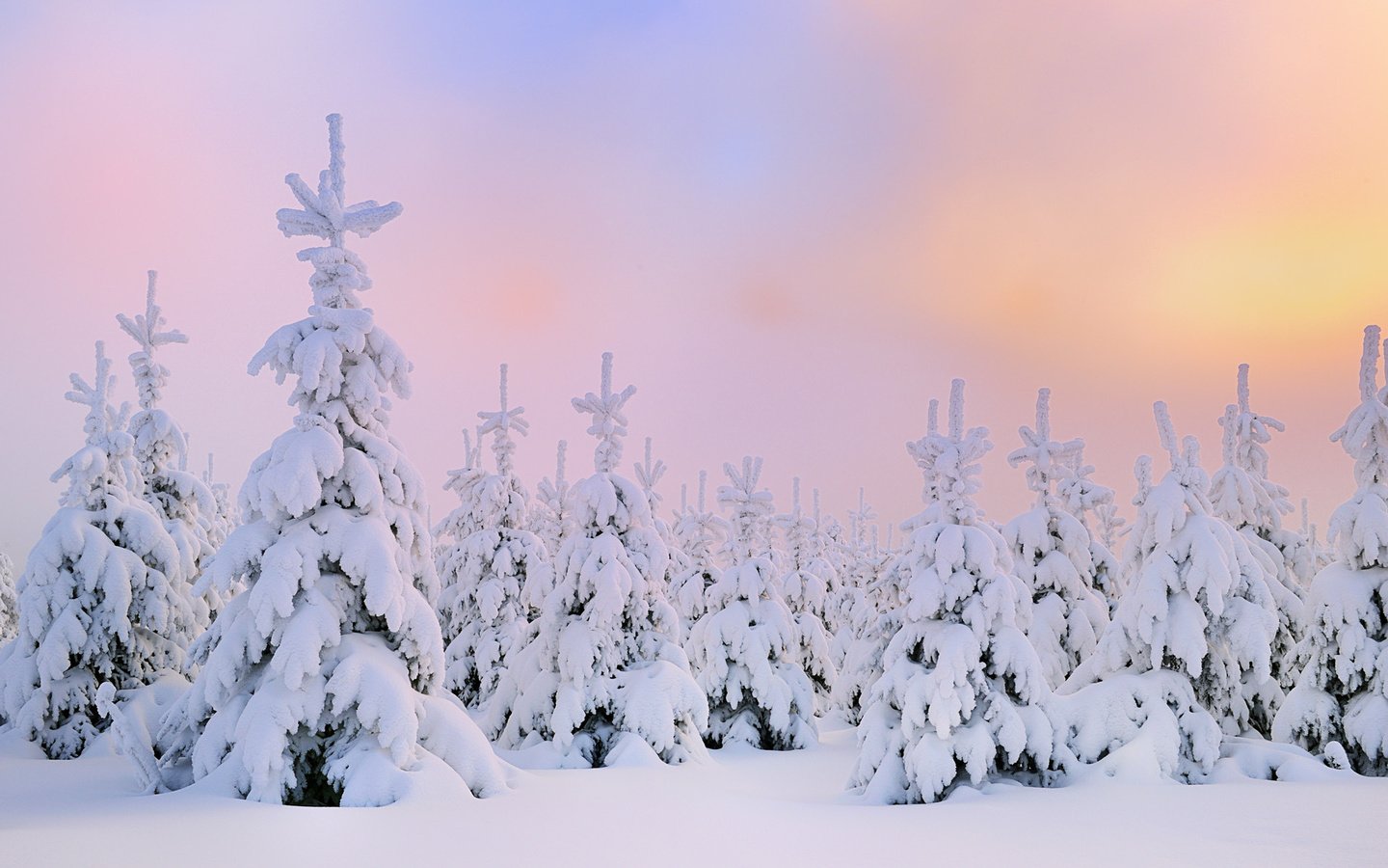 Обои снег, зима, северное сияние, сосны, сугробы, snow, winter, northern lights, pine, the snow разрешение 1920x1200 Загрузить