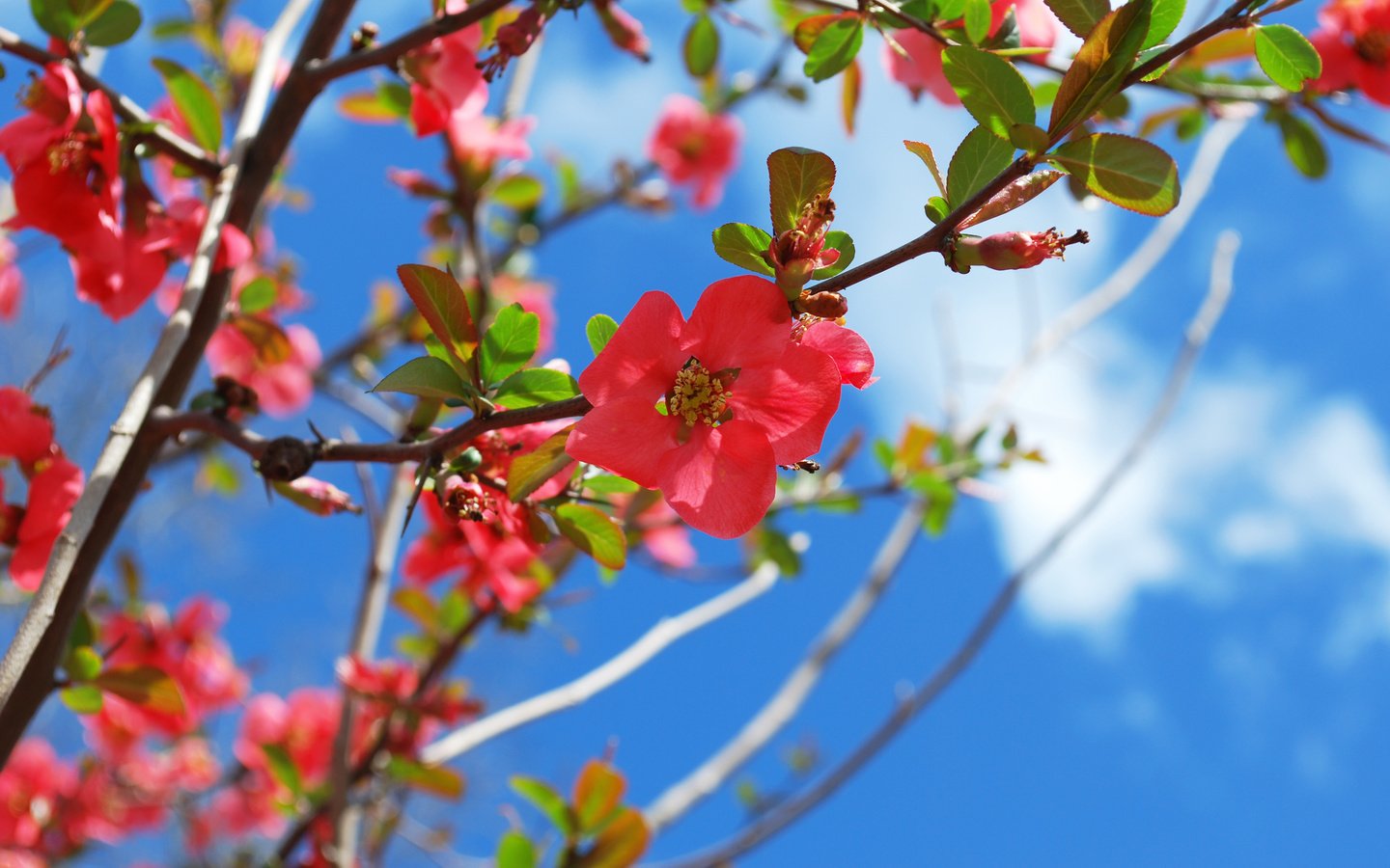 Обои цветение, весна, blossom, весенние, flowering trees, flowering, spring разрешение 3800x2544 Загрузить