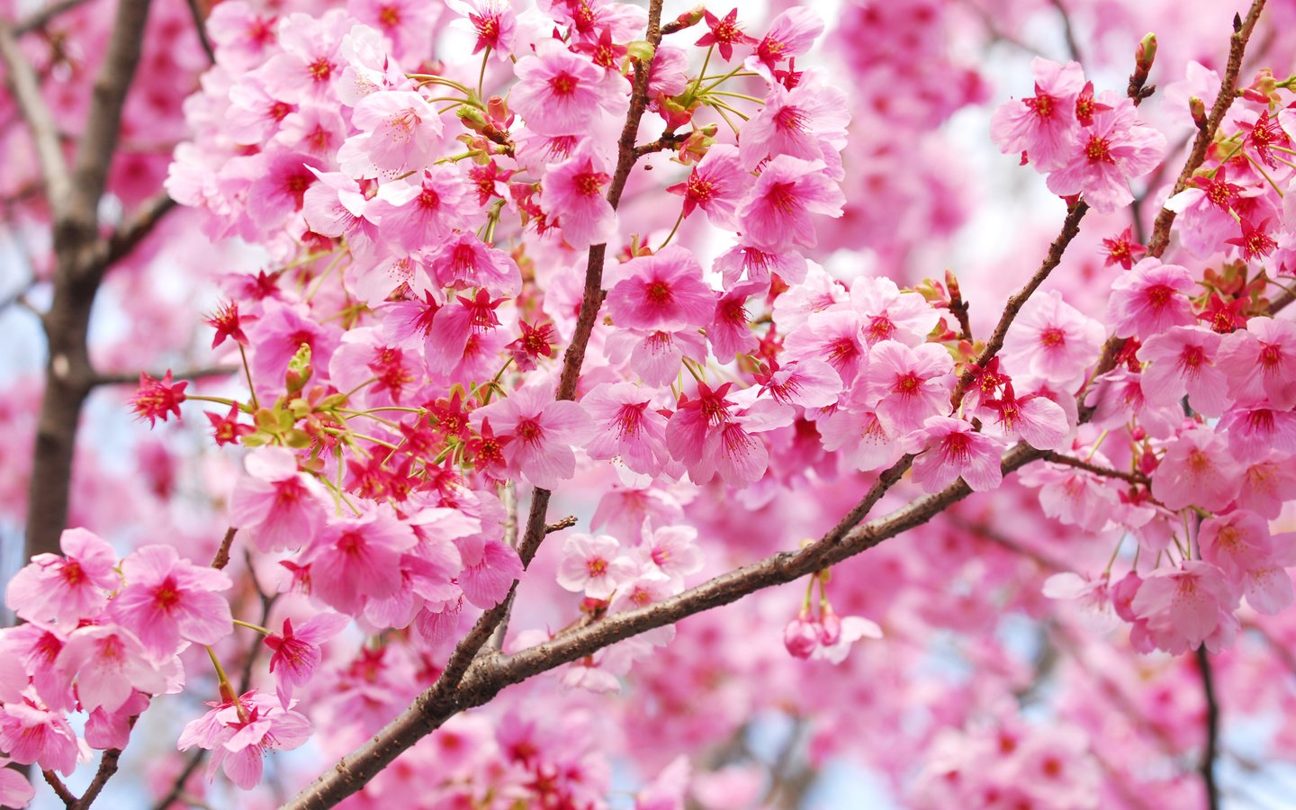 Обои цветение, ветки, весна, сакура, blossom, весенние, flowering trees, flowering, branches, spring, sakura разрешение 3700x2477 Загрузить