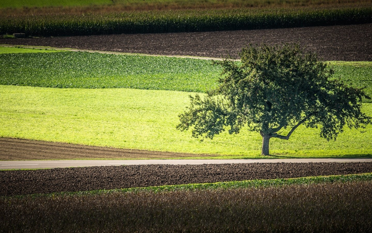 Обои дорога, дерево, поля, road, tree, field разрешение 2560x1600 Загрузить