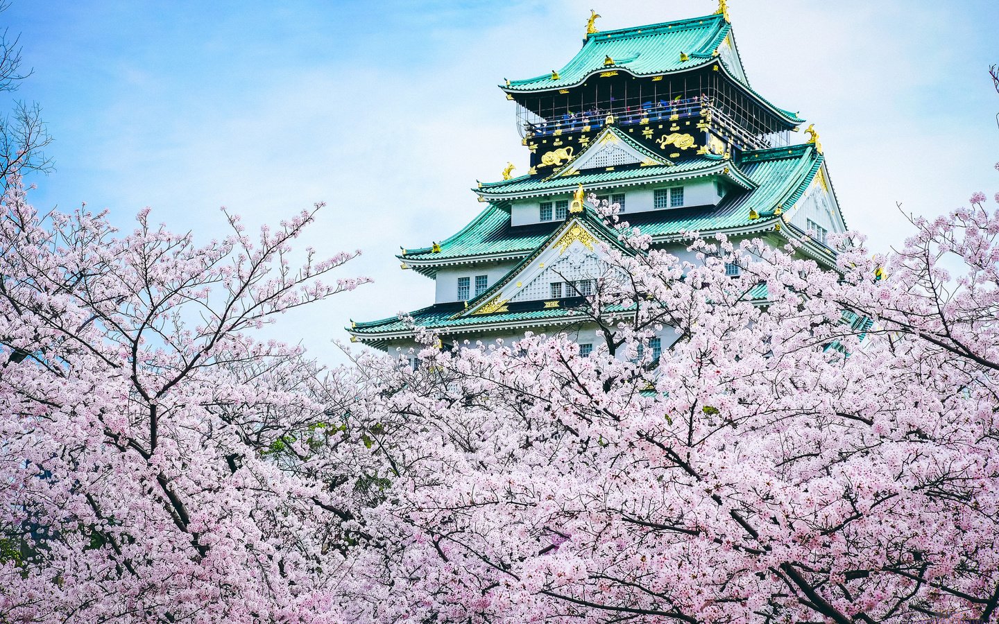 Обои замок, пагода, япония, сакура, castle, pagoda, japan, sakura разрешение 2048x1365 Загрузить