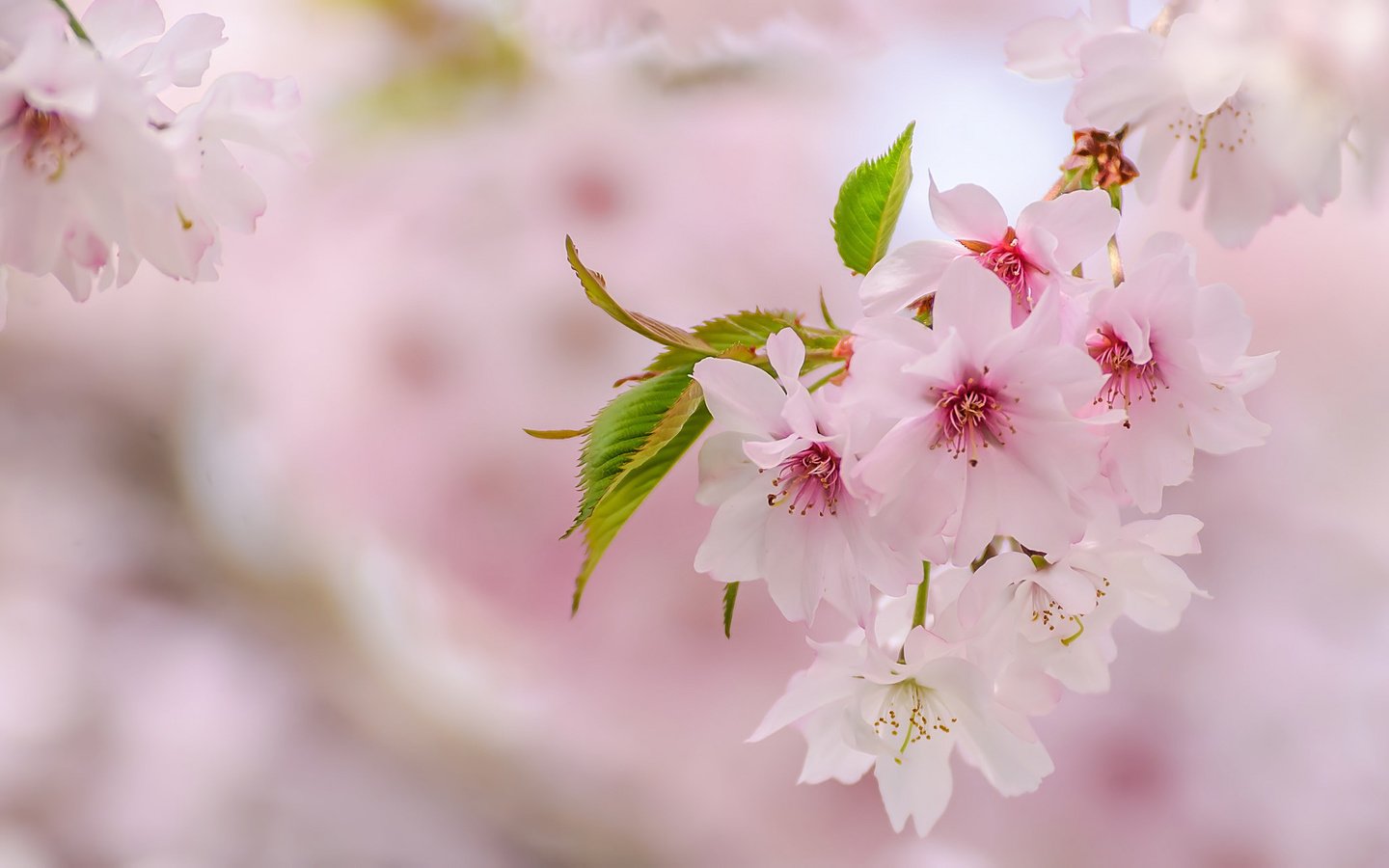 Обои весна, розовый, сакура, нежность, spring, pink, sakura, tenderness разрешение 2048x1276 Загрузить