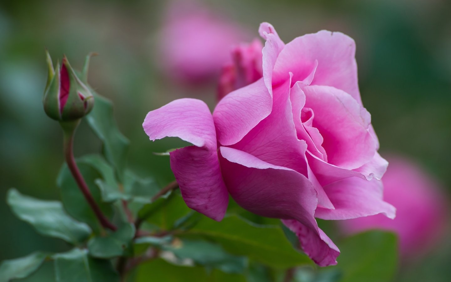 Обои макро, роза, лепестки, бутон, розовый, macro, rose, petals, bud, pink разрешение 2048x1344 Загрузить