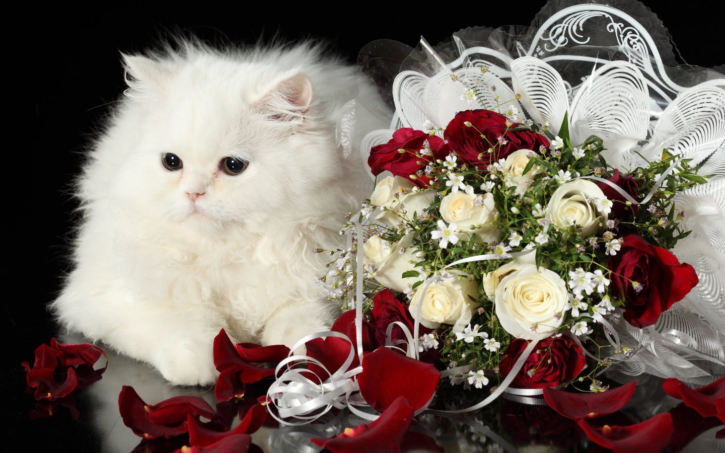 Обои кот, розы, кошка, пушистый, белый, букет, cat, roses, fluffy, white, bouquet разрешение 4368x2912 Загрузить