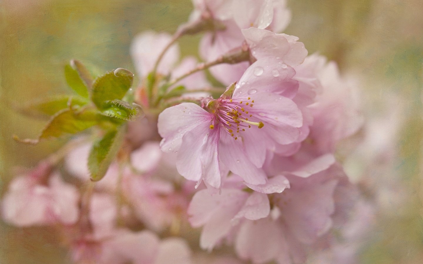 Обои цветение, текстура, макро, вишня, сакура, цветки, flowering, texture, macro, cherry, sakura, flowers разрешение 2048x1365 Загрузить