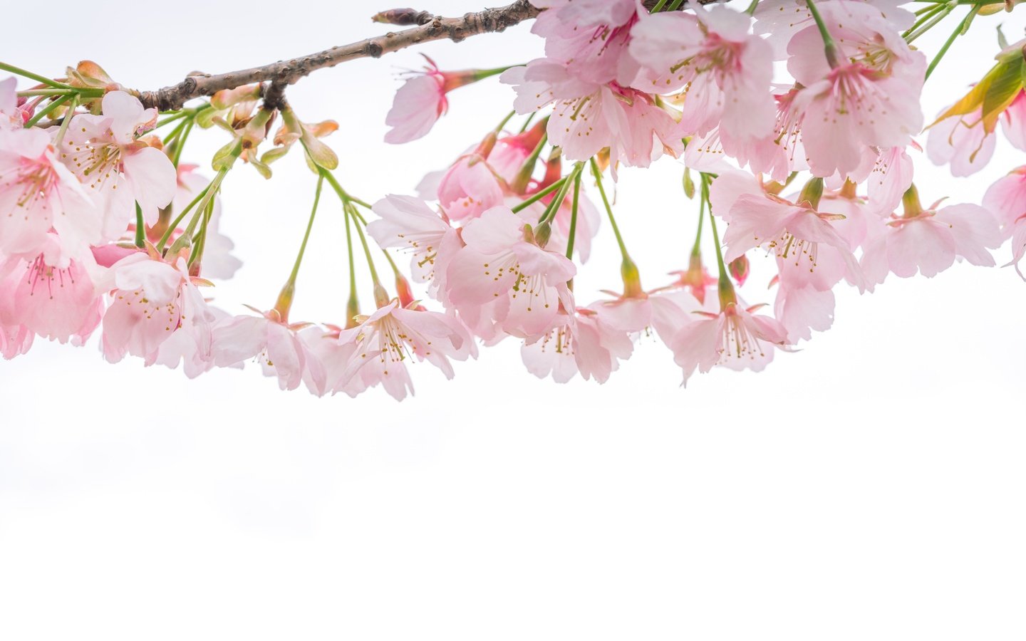 Обои ветка, макро, весна, вишня, сакура, нежность, branch, macro, spring, cherry, sakura, tenderness разрешение 4000x2668 Загрузить