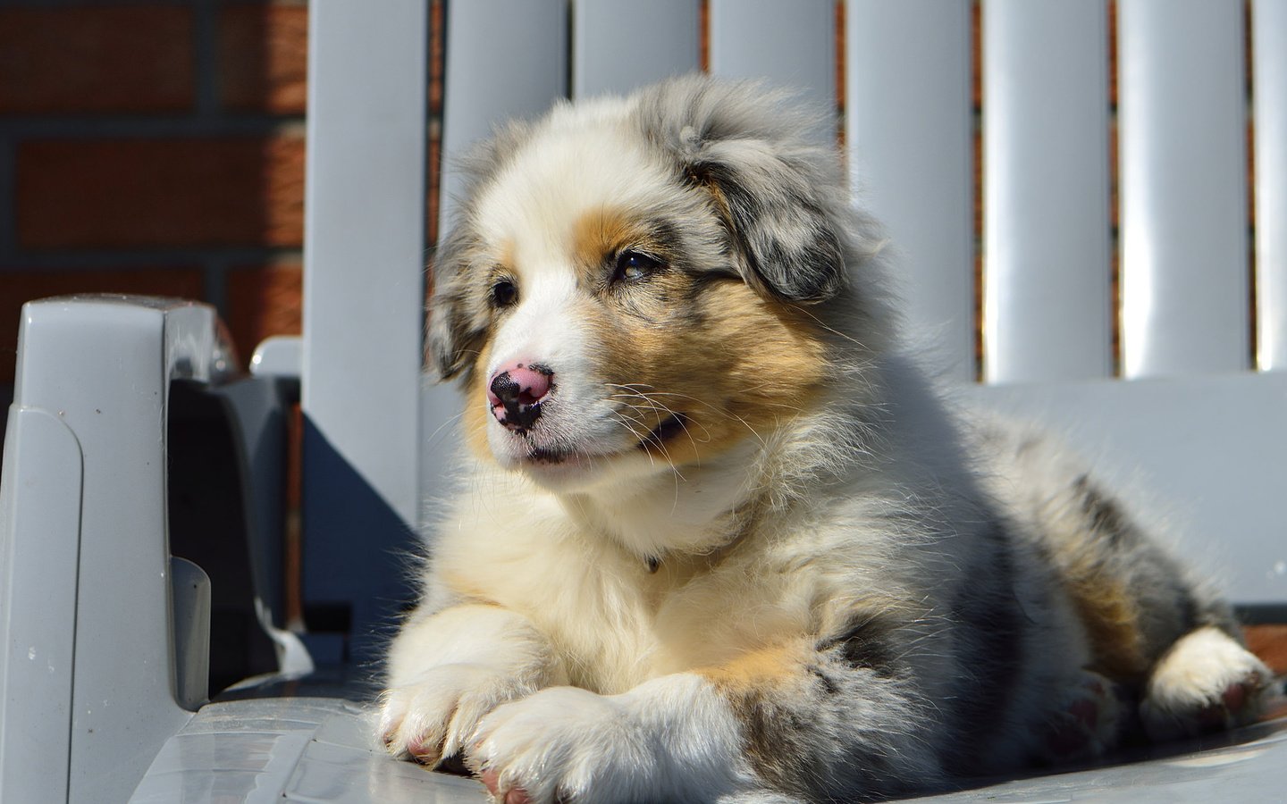 Обои собака, стул, щенок, австралийская овчарка, dog, chair, puppy, australian shepherd разрешение 2048x1365 Загрузить