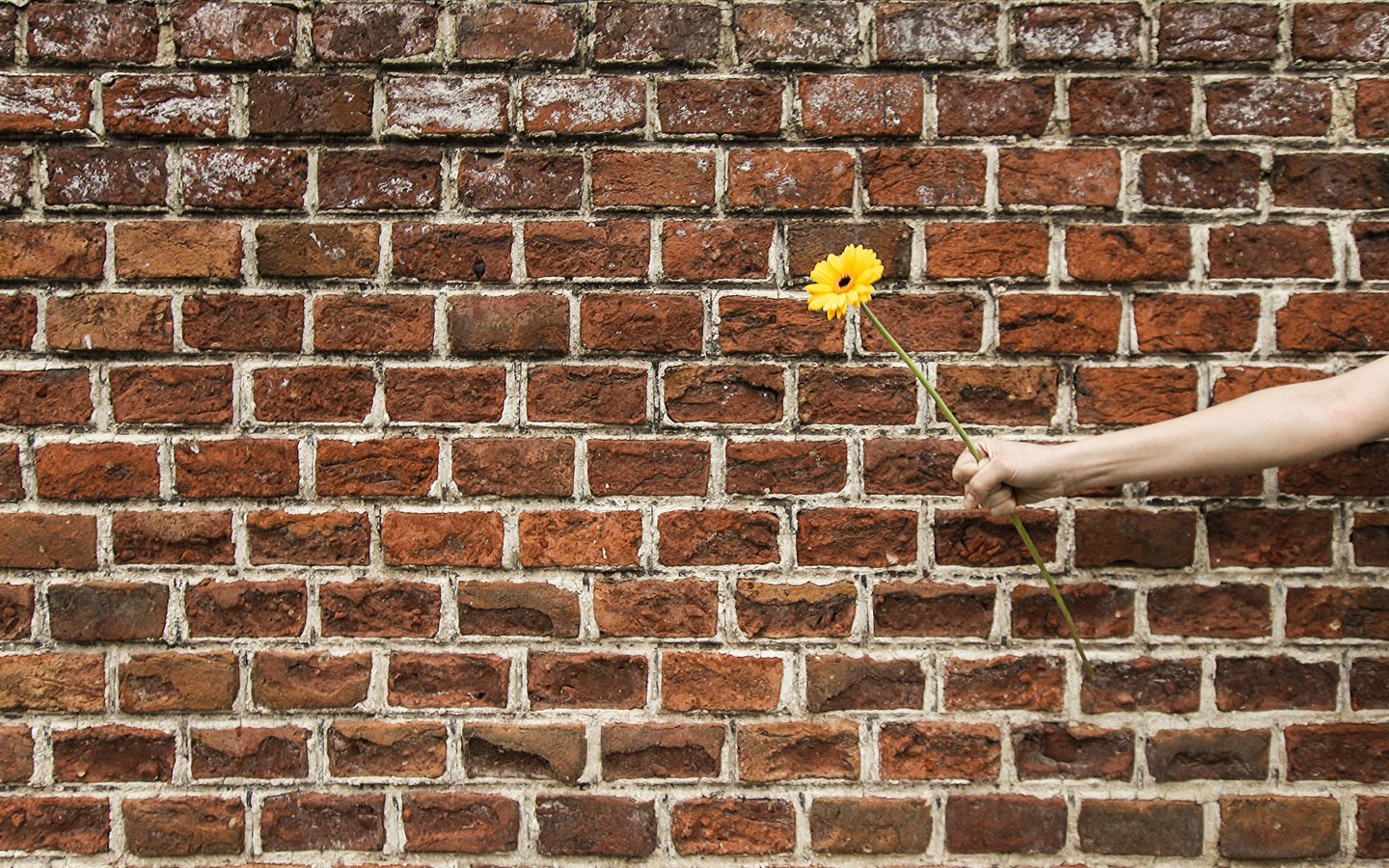 Обои рука, цветок, стена, подарок, гербера, hand, flower, wall, gift, gerbera разрешение 2048x1365 Загрузить