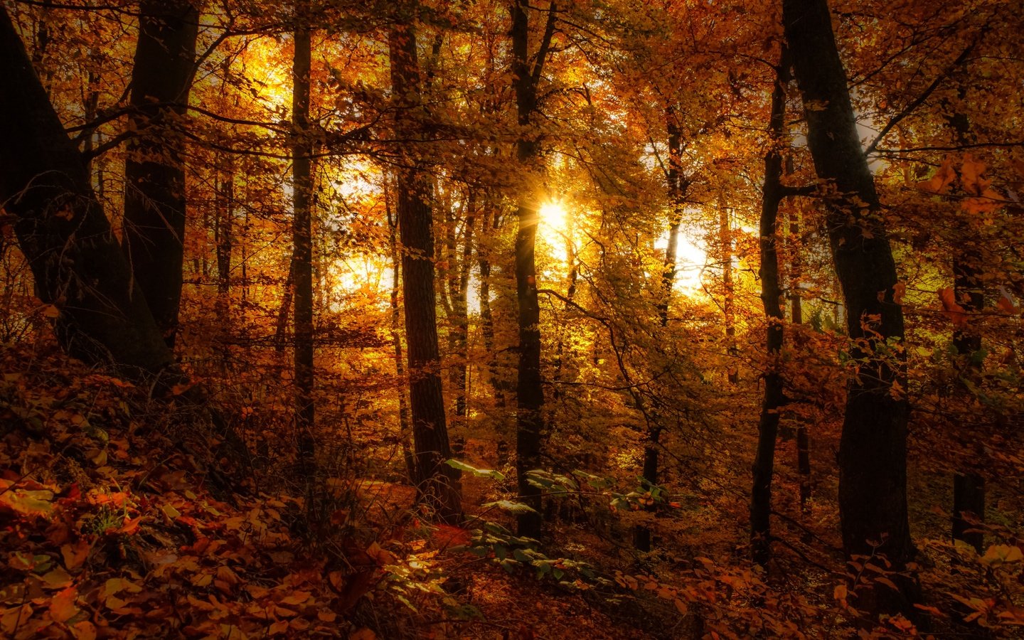 Обои деревья, лес, листья, осень, осен, солнечный свет,  листья, trees, forest, leaves, autumn, sunlight разрешение 6000x3588 Загрузить