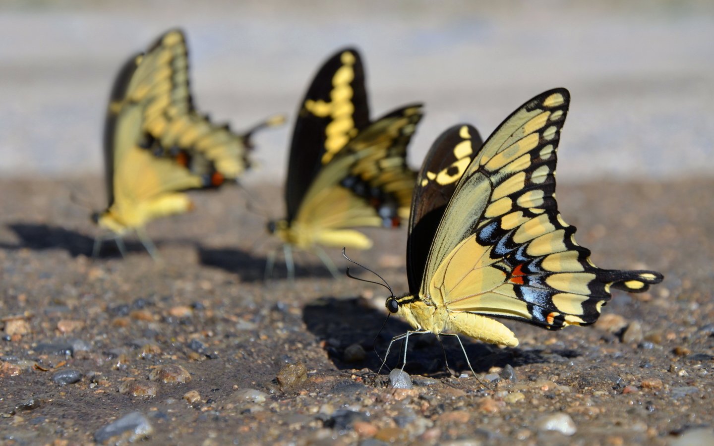 Обои крылья, насекомые, бабочки, mariposas amarillas, yellow butterflies, wings, insects, butterfly разрешение 2560x1600 Загрузить