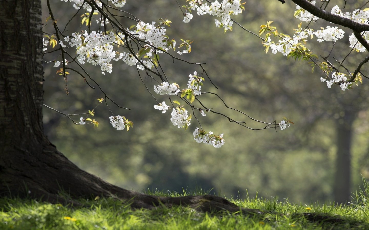 Обои природа, дерево, весна, nature, tree, spring разрешение 2047x1260 Загрузить