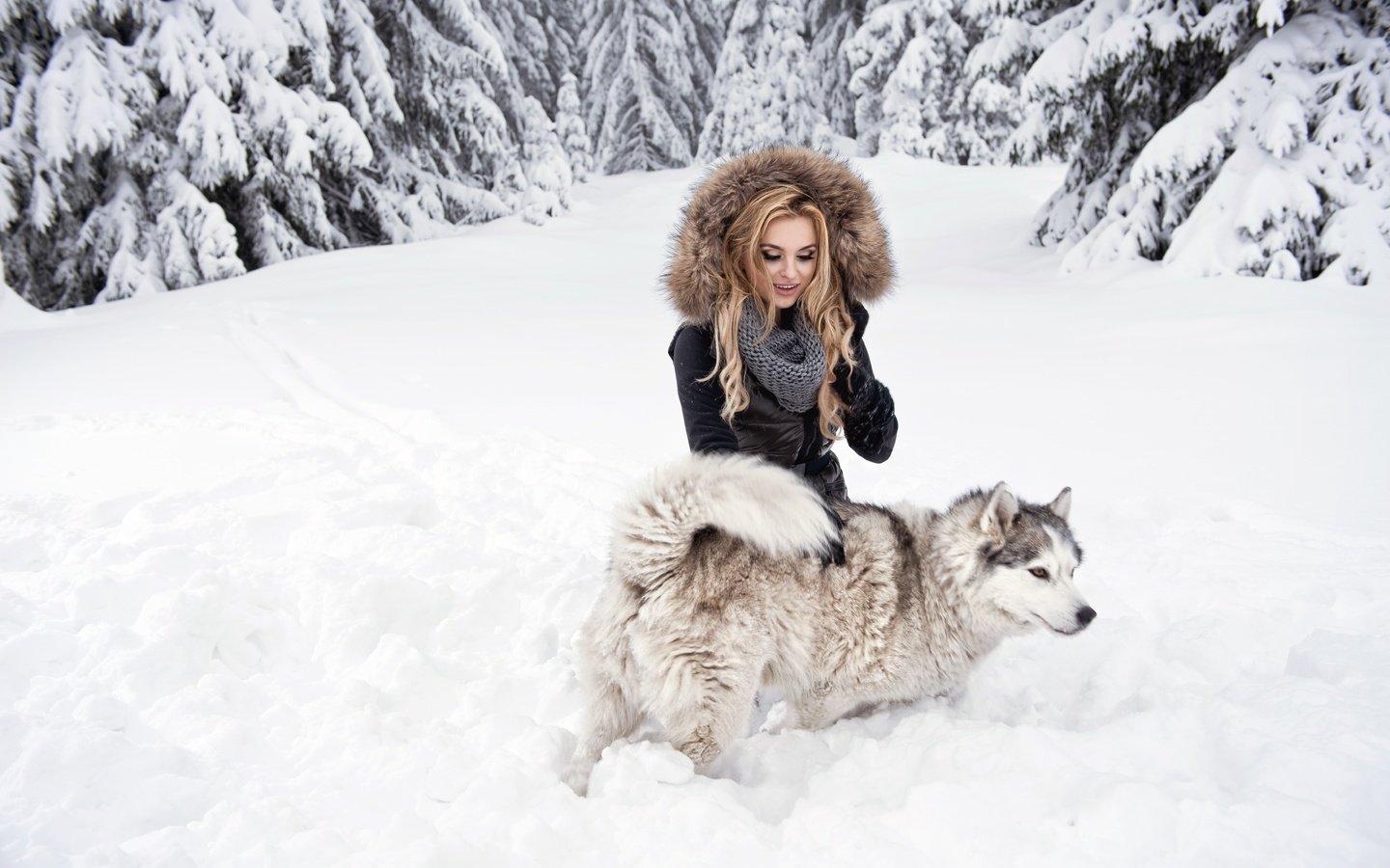 Обои снег, лес, девушка, блондинка, взгляд, собака, хаски, snow, forest, girl, blonde, look, dog, husky разрешение 7360x4912 Загрузить