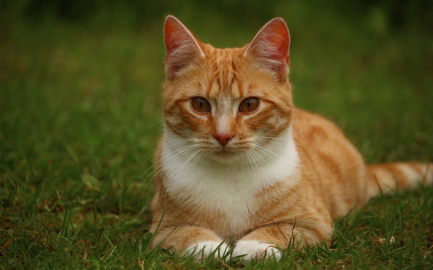 Обои глаза, трава, кот, кошка, взгляд, рыжая, eyes, grass, cat, look, red разрешение 3840x2400 Загрузить