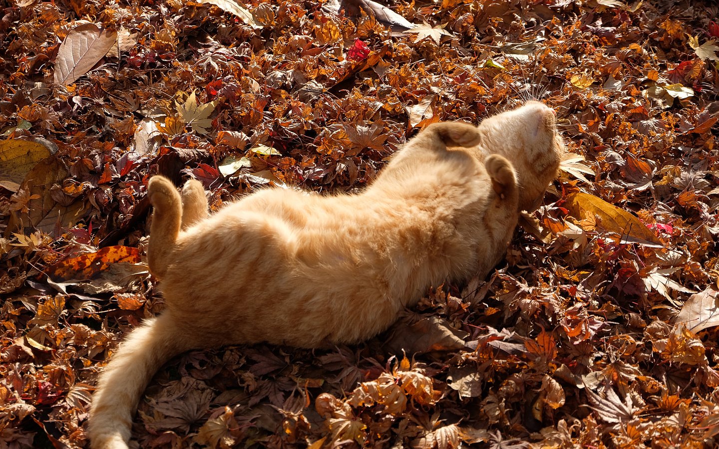 Обои листья, кот, кошка, осень, лежит, рыжий, лапки, leaves, cat, autumn, lies, red, legs разрешение 2048x1365 Загрузить
