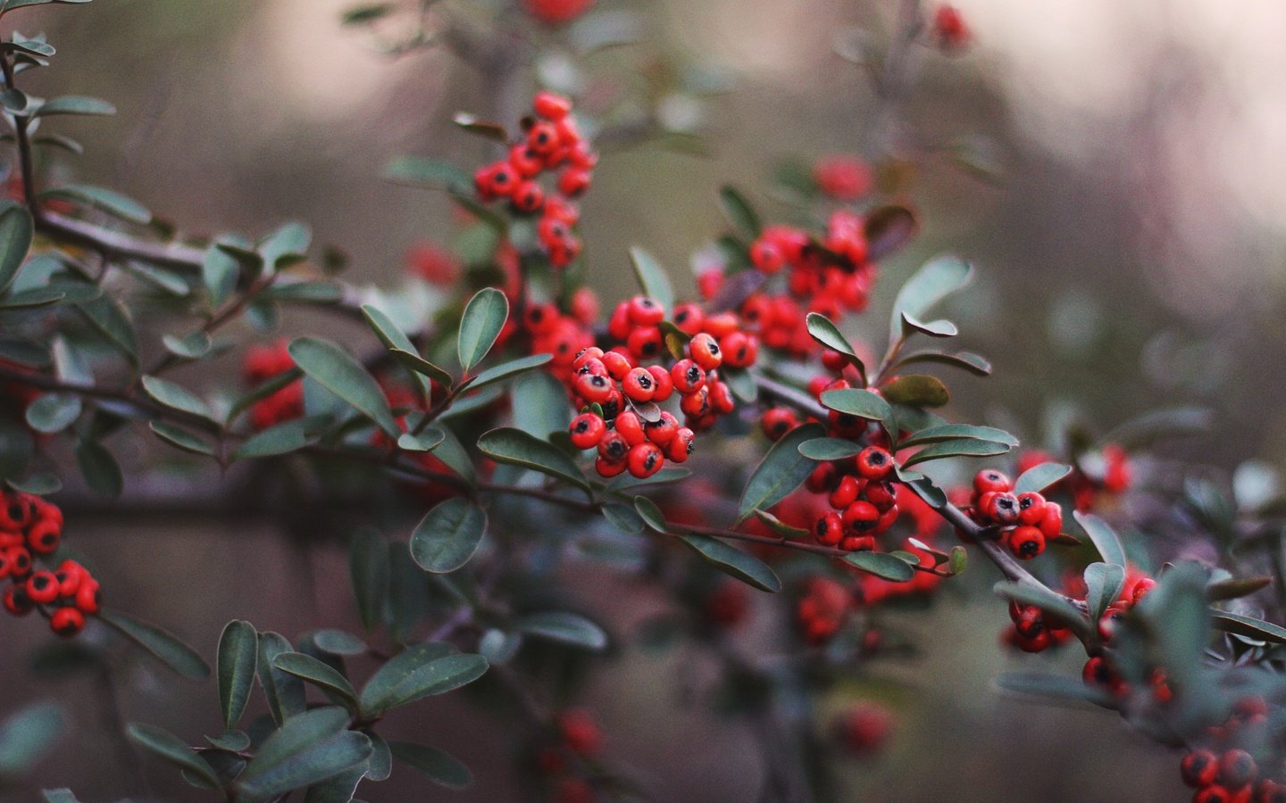 Обои листья, красные, ягоды, leaves, red, berries разрешение 2880x1920 Загрузить