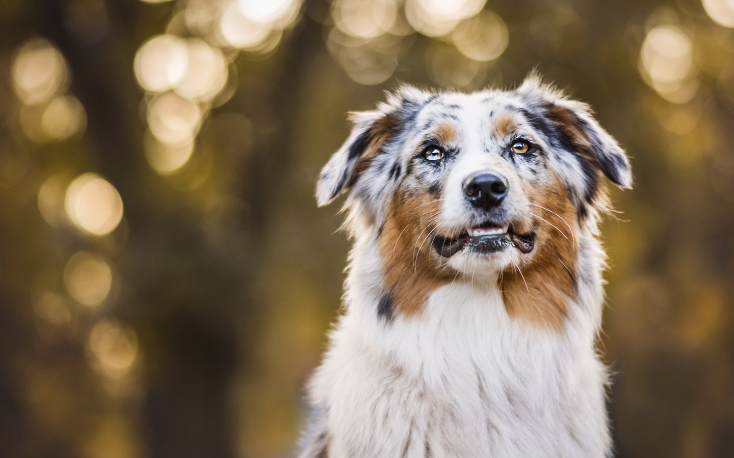 Обои портрет, осень, собака, боке, австралийская овчарка, аусси, portrait, autumn, dog, bokeh, australian shepherd, aussie разрешение 2048x1152 Загрузить