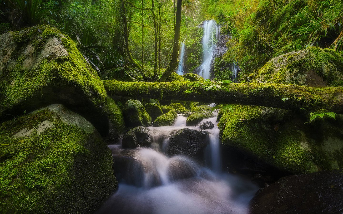 Обои река, бревно, природа, chalahn falls, elabana falls, камни, lamington national park, лес, ручей, водопад, мох, австралия, river, log, nature, stones, forest, stream, waterfall, moss, australia разрешение 1920x1200 Загрузить