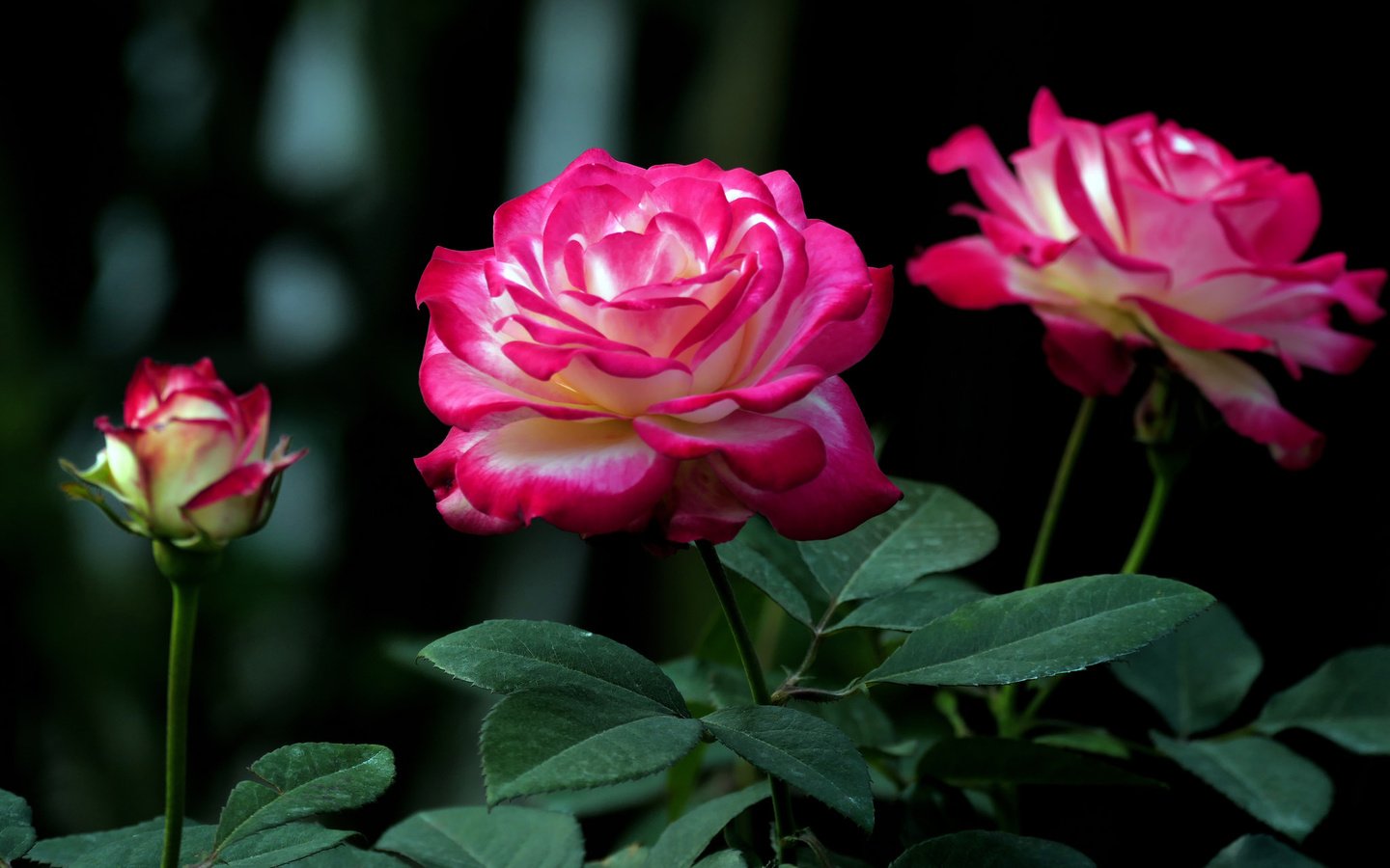 Обои розы, бутон, куст, roses, bud, bush разрешение 2048x1365 Загрузить