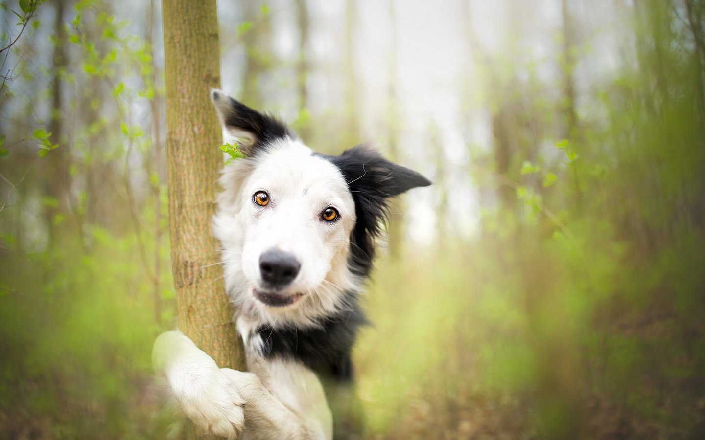 Обои дерево, собака, весна, бордер-колли, alicja zmysłowska, tree, dog, spring, the border collie разрешение 1920x1231 Загрузить