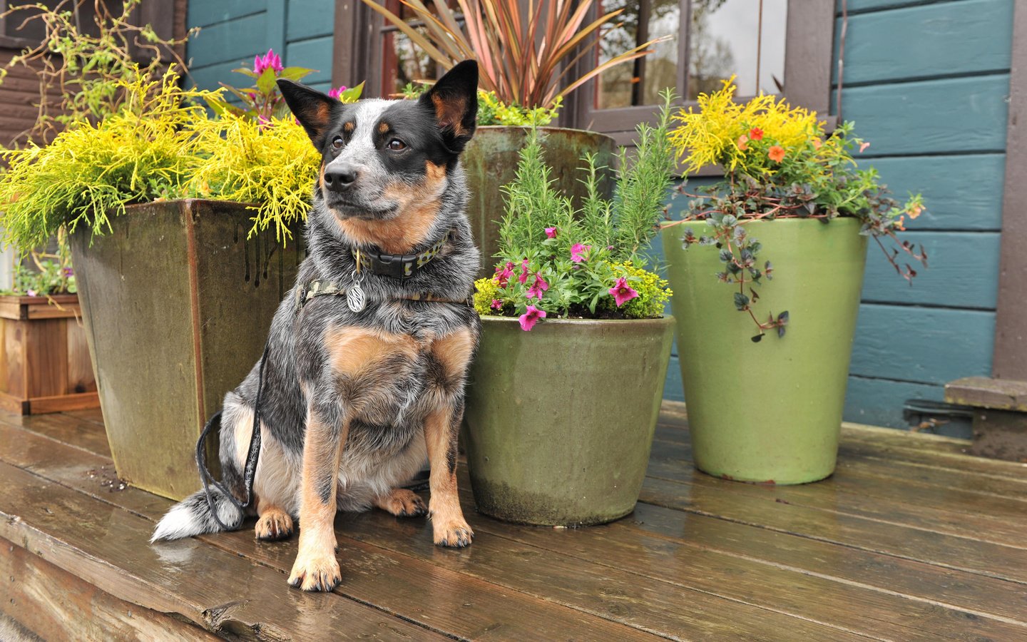 Обои цветы, взгляд, собака, друг, австралийская пастушья, flowers, look, dog, each, australian cattle разрешение 2048x1365 Загрузить