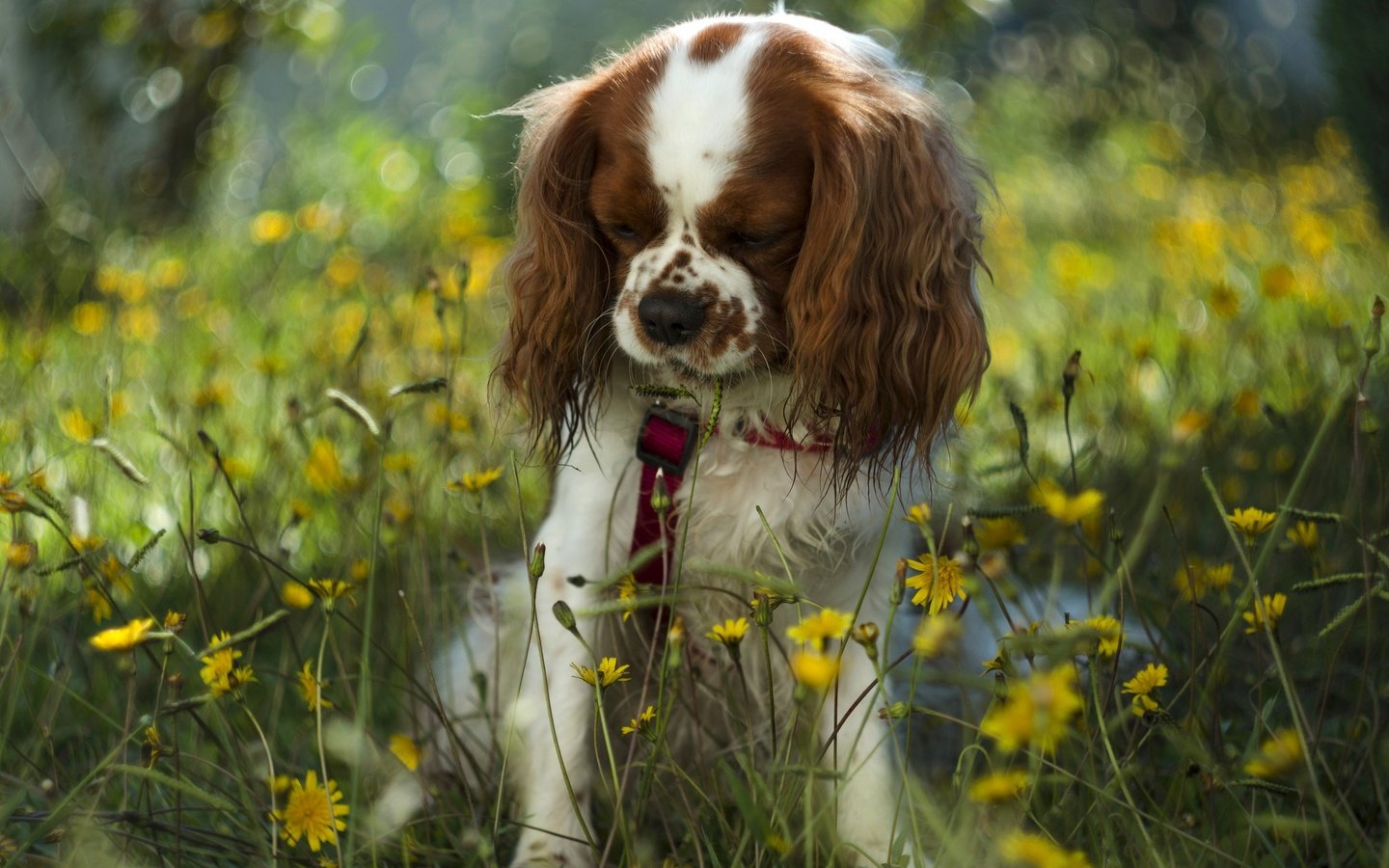 Обои цветы, собака, боке,  цветы, поводок, спаниель, cобака, flowers, dog, bokeh, leash, spaniel разрешение 2048x1356 Загрузить