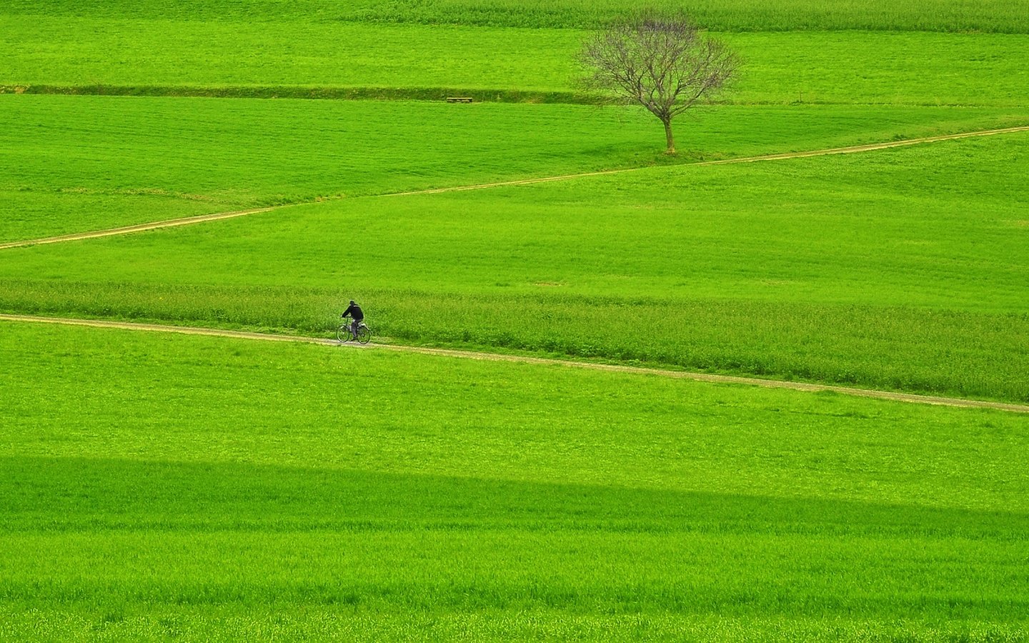 Обои дорога, велосипедист, трава, байк, дерево, fields, pathway, поле, way, грин, всадник,     дерево, countryside, тропинка, farmland, зеленая, мужик, road, cyclist, grass, bike, tree, field, rider, path, green, man разрешение 1920x1337 Загрузить