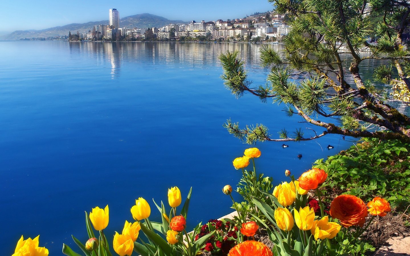 Обои цветы, озеро, швейцария, женевское озеро, монтрё, flowers, lake, switzerland, lake geneva, montreux разрешение 1920x1377 Загрузить