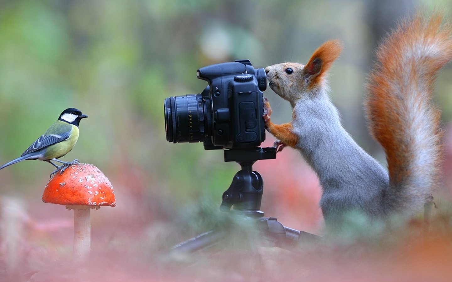 Обои поза, фотоаппарат, белка, синица, лесной фотограф, pose, the camera, protein, tit, forest photographer разрешение 1920x1080 Загрузить