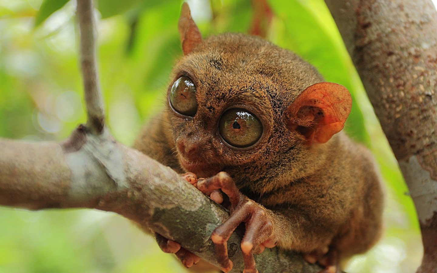 Обои природа, макро, примат, долгопят, philippine tarsier, nature, macro, the primacy of, tarsier разрешение 2560x1600 Загрузить