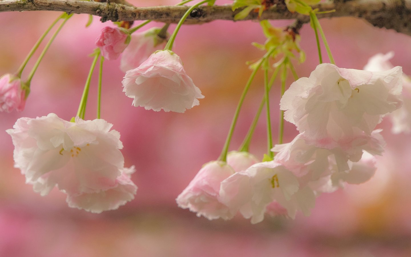 Обои цветы, ветка, цветение, макро, вишня, сакура, flowers, branch, flowering, macro, cherry, sakura разрешение 2048x1365 Загрузить