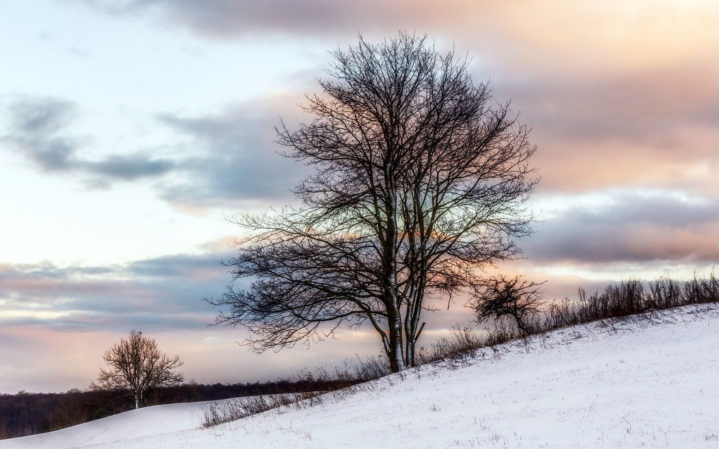 Обои снег, дерево, зима, snow, tree, winter разрешение 2560x1560 Загрузить