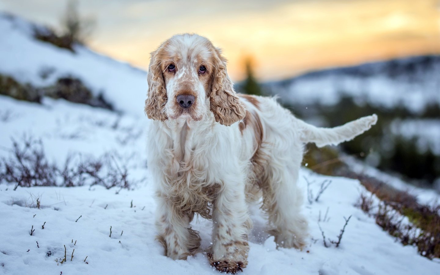 Обои зима, взгляд, собака, друг, winter, look, dog, each разрешение 2048x1365 Загрузить