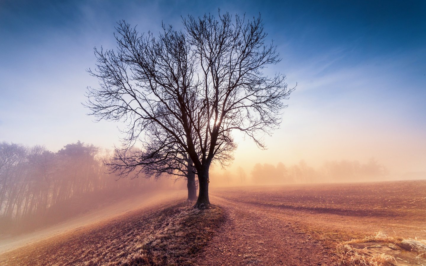 Обои небо, дерево, утро, туман, поле, рассвет, the sky, tree, morning, fog, field, dawn разрешение 2048x1365 Загрузить