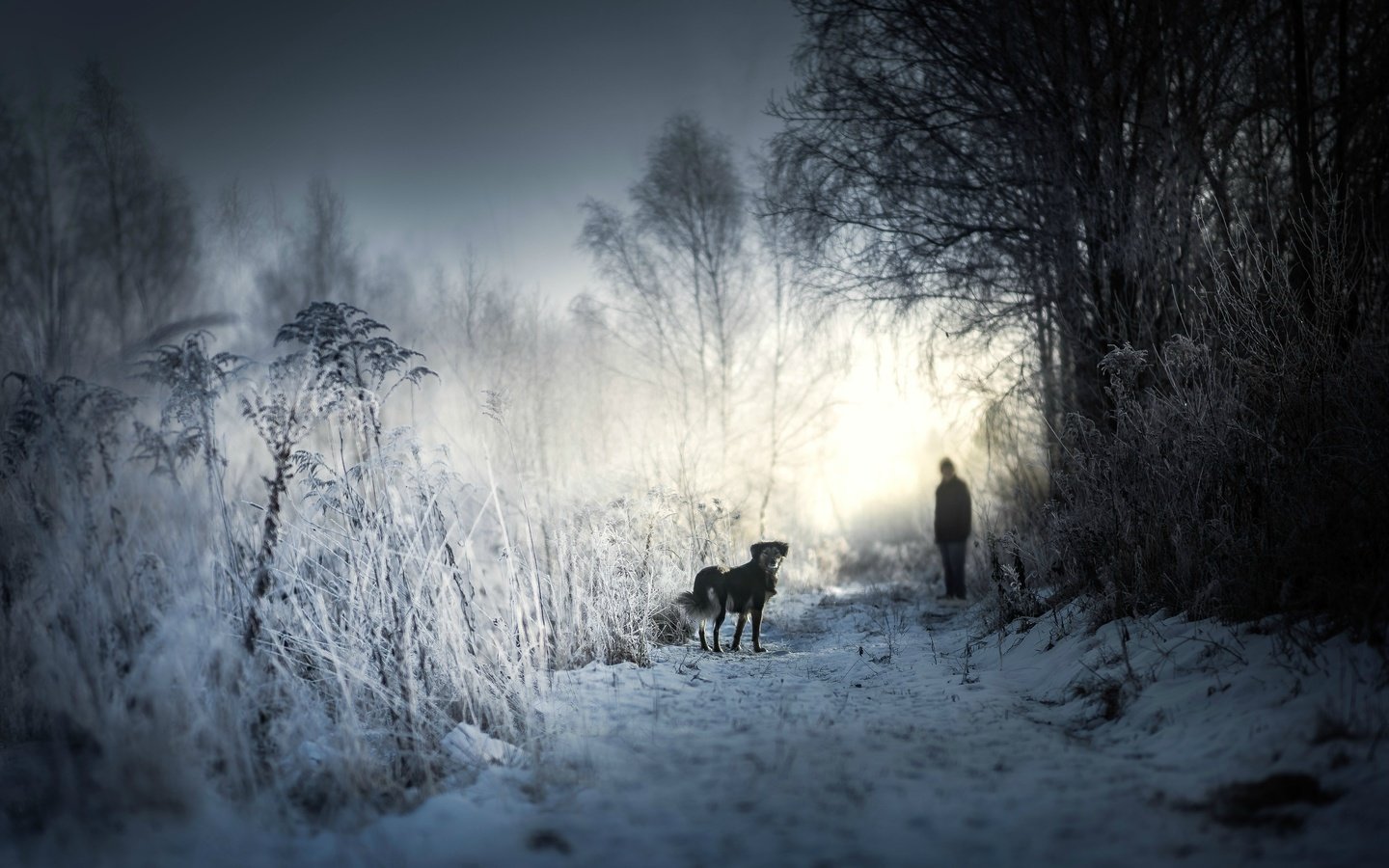 Обои снег, зима, утро, человек, собака, snow, winter, morning, people, dog разрешение 2500x1667 Загрузить