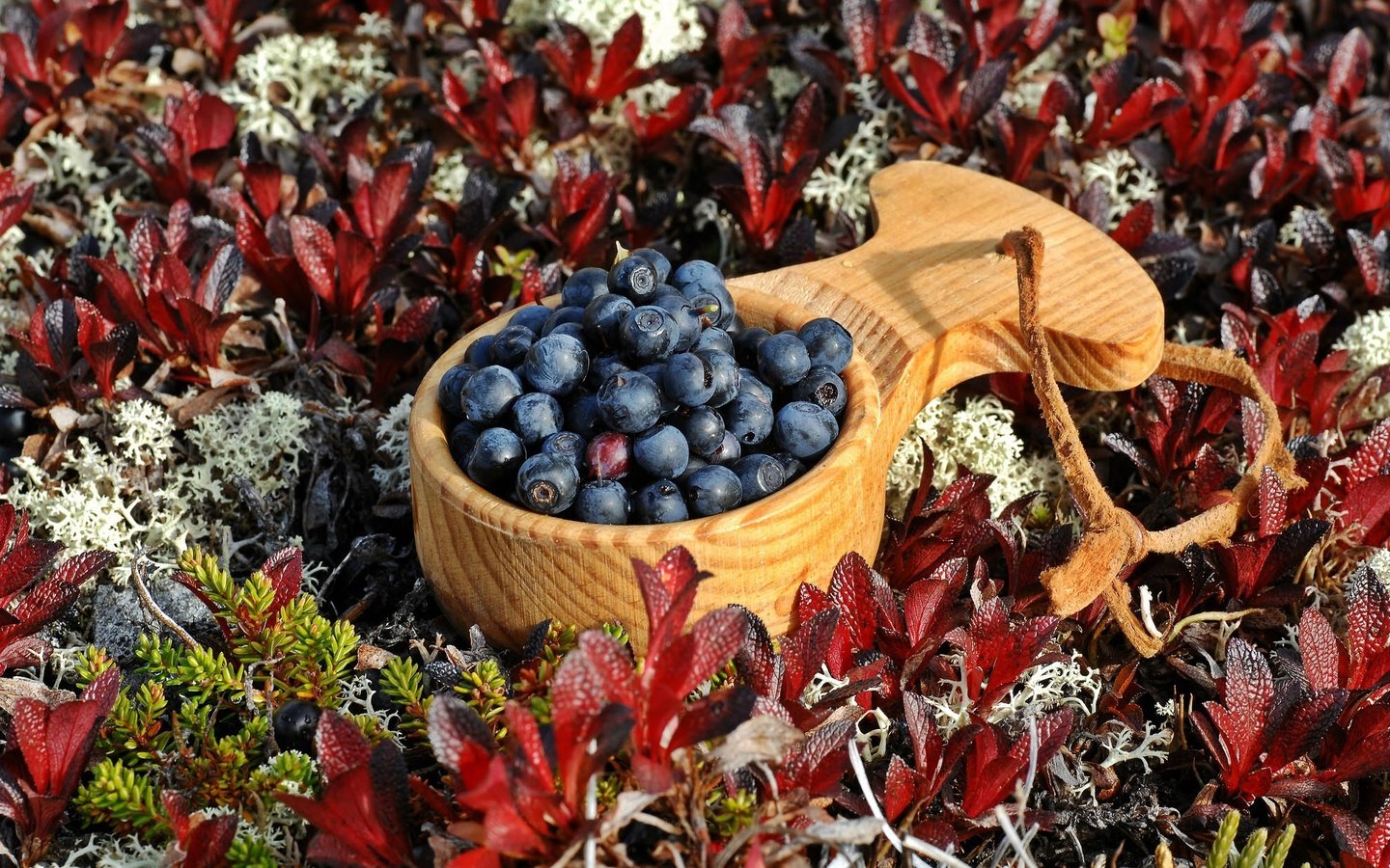 Обои растения, листья, ягоды, черника, ковшик, plants, leaves, berries, blueberries, scoop разрешение 1993x1322 Загрузить