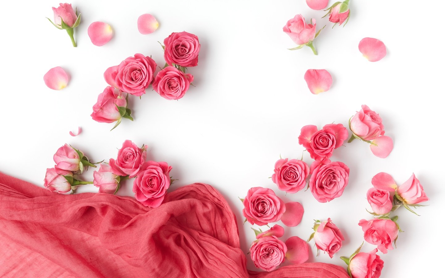 Обои цветы, бутоны, розы, лепестки, белый фон, романтик,  цветы, роз, пинк, flowers, buds, roses, petals, white background, romantic, pink разрешение 5616x3744 Загрузить