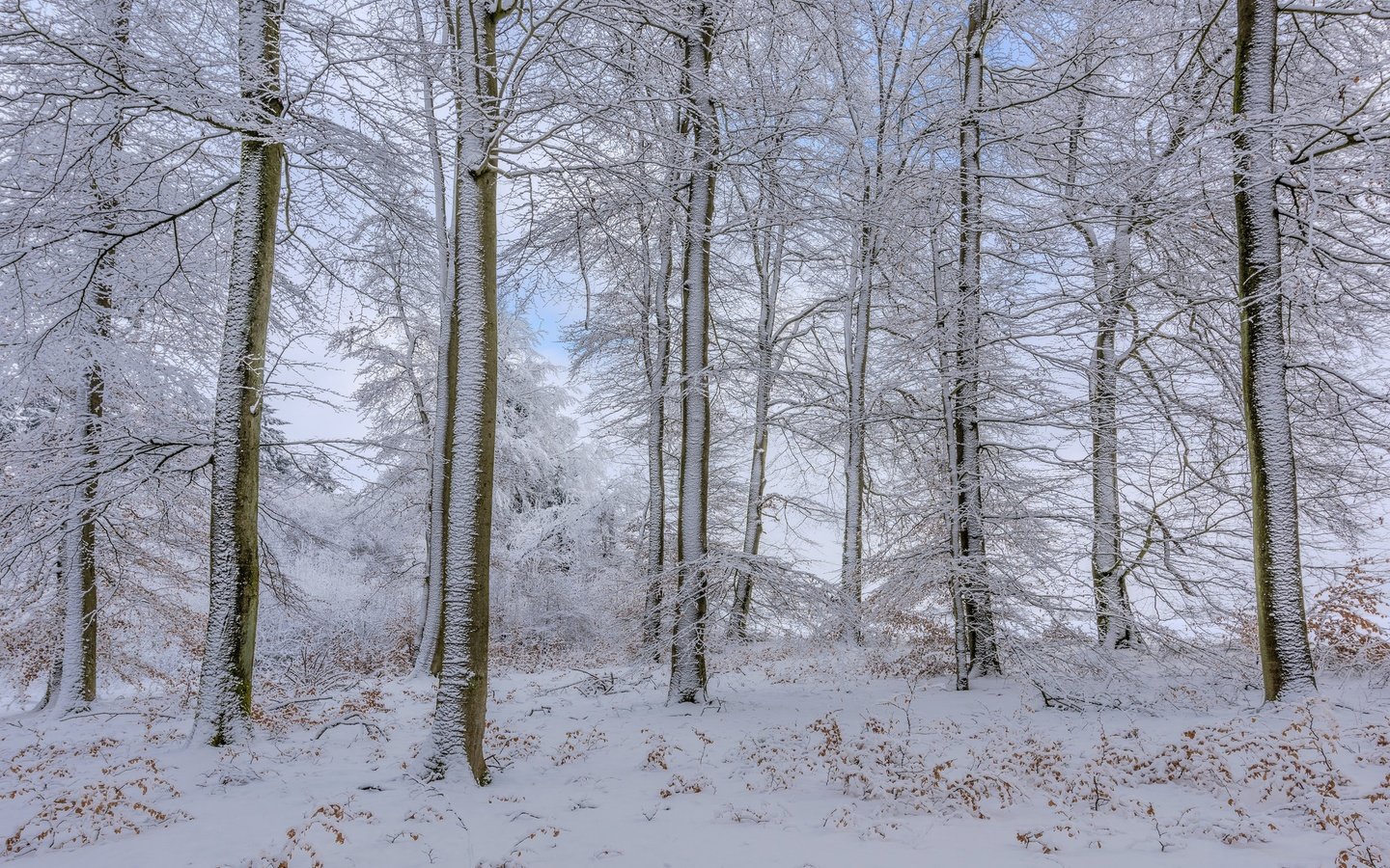 Обои деревья, снег, лес, зима, trees, snow, forest, winter разрешение 2048x1365 Загрузить