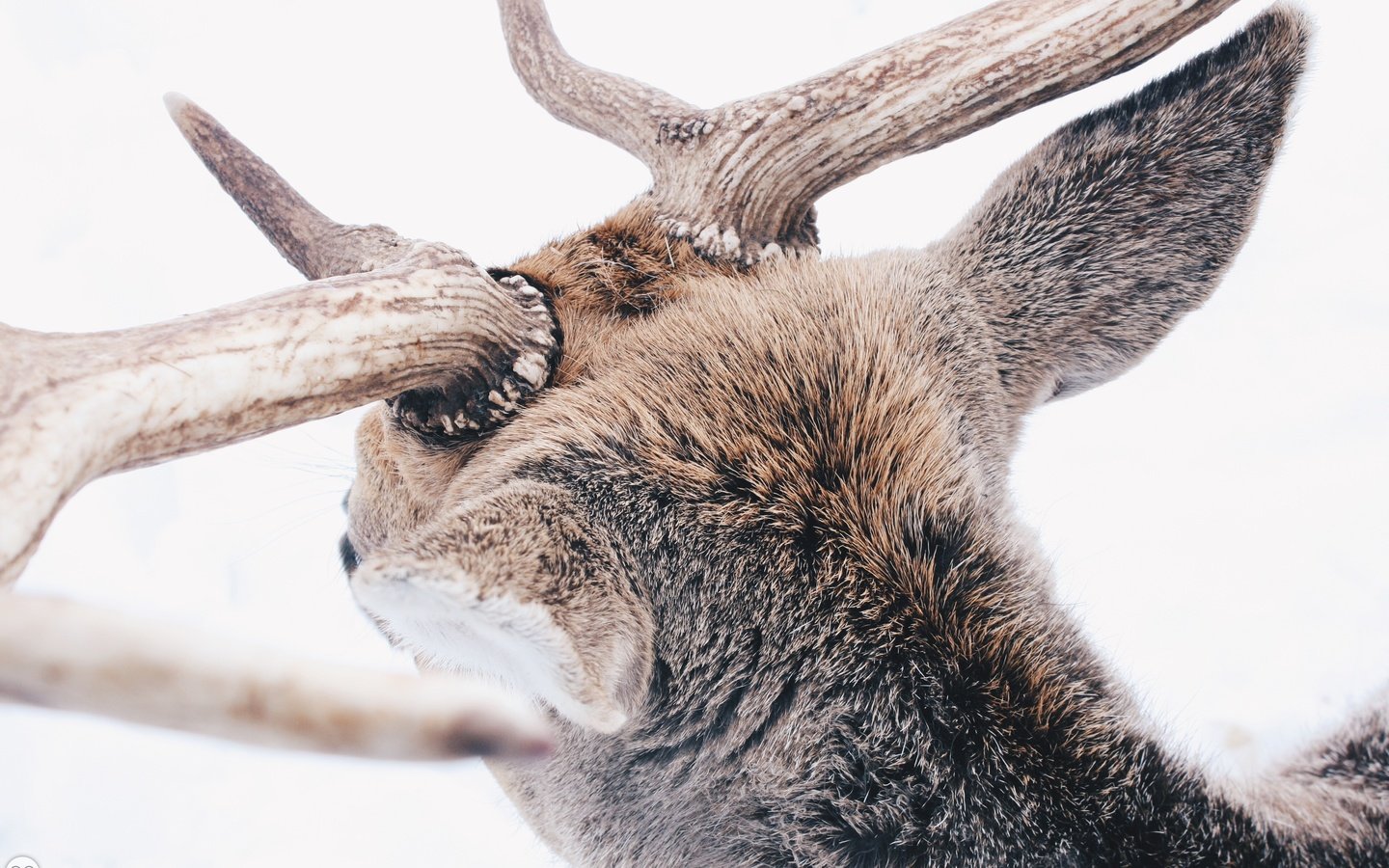 Обои снег, лес, олень, зима, животные, животное, рога, reindeer, snow, forest, deer, winter, animals, animal, horns разрешение 3888x2592 Загрузить