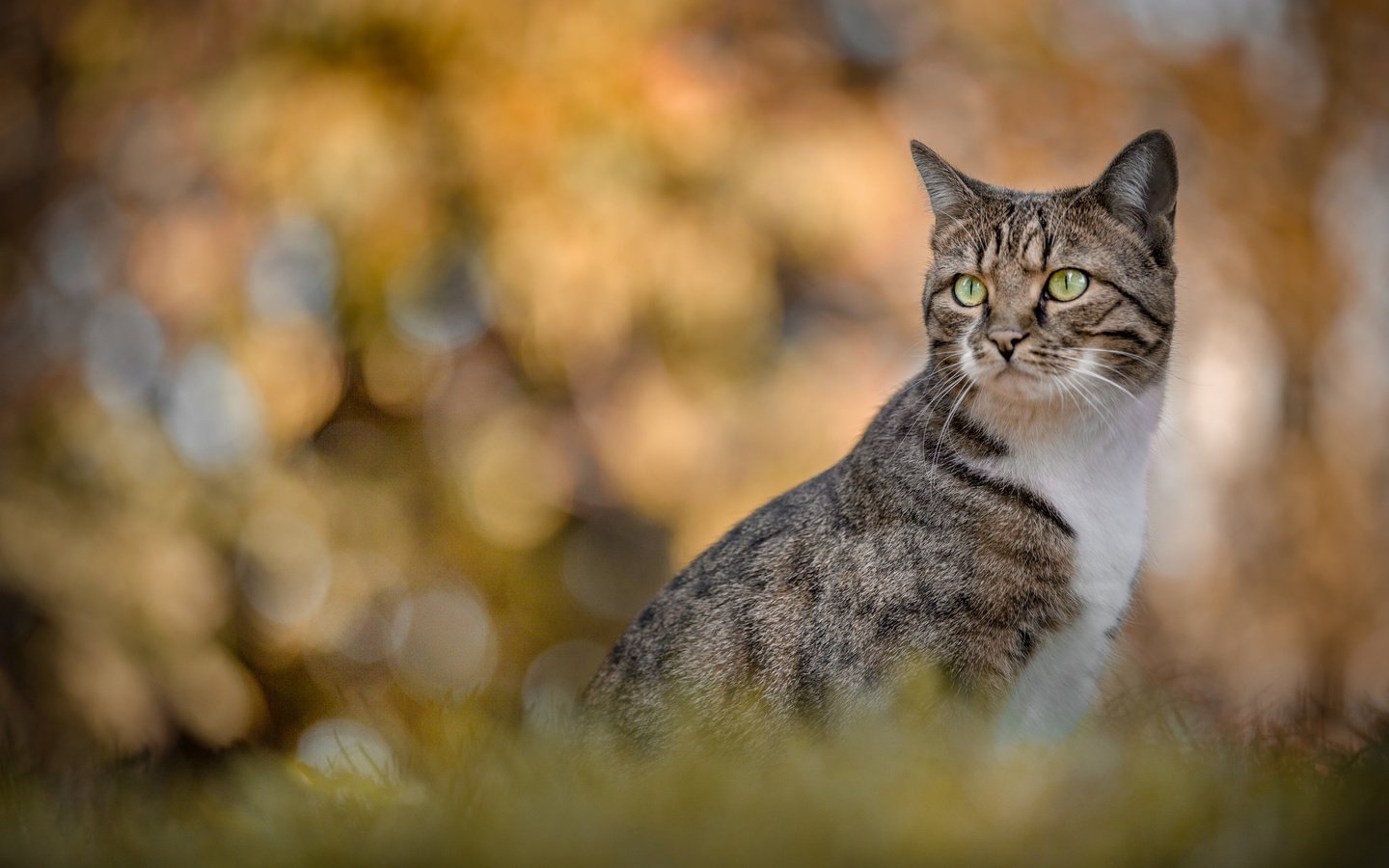 Обои портрет, кошка, взгляд, боке, portrait, cat, look, bokeh разрешение 2048x1365 Загрузить