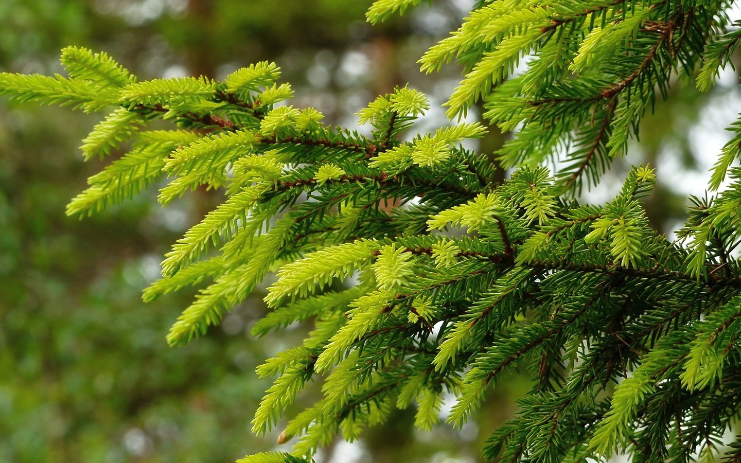 Обои хвоя, ветки, ель, needles, branches, spruce разрешение 2048x1152 Загрузить