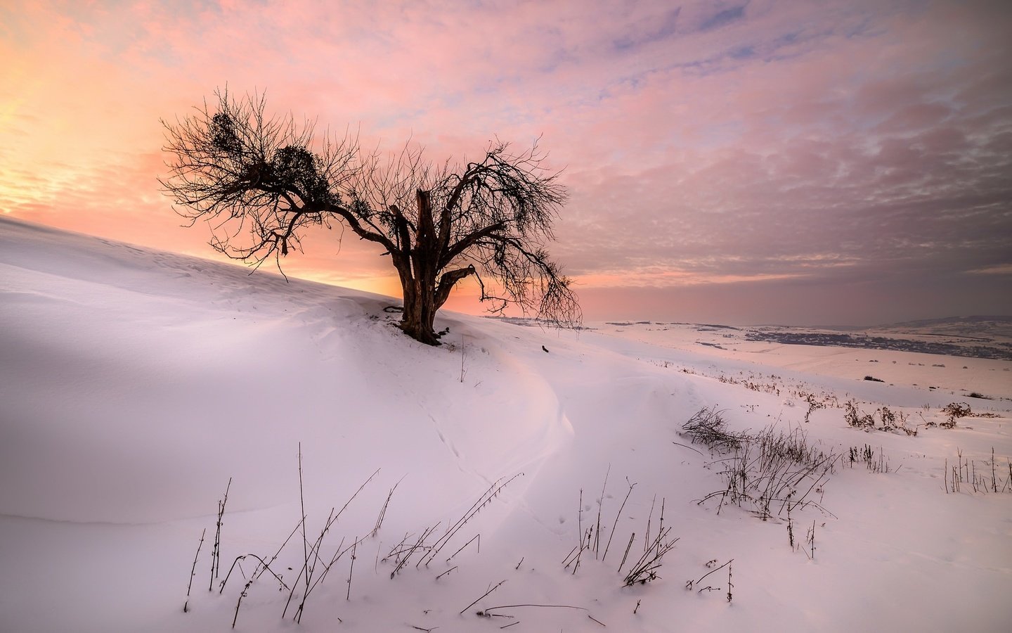 Обои снег, природа, дерево, закат, зима, snow, nature, tree, sunset, winter разрешение 2047x1253 Загрузить