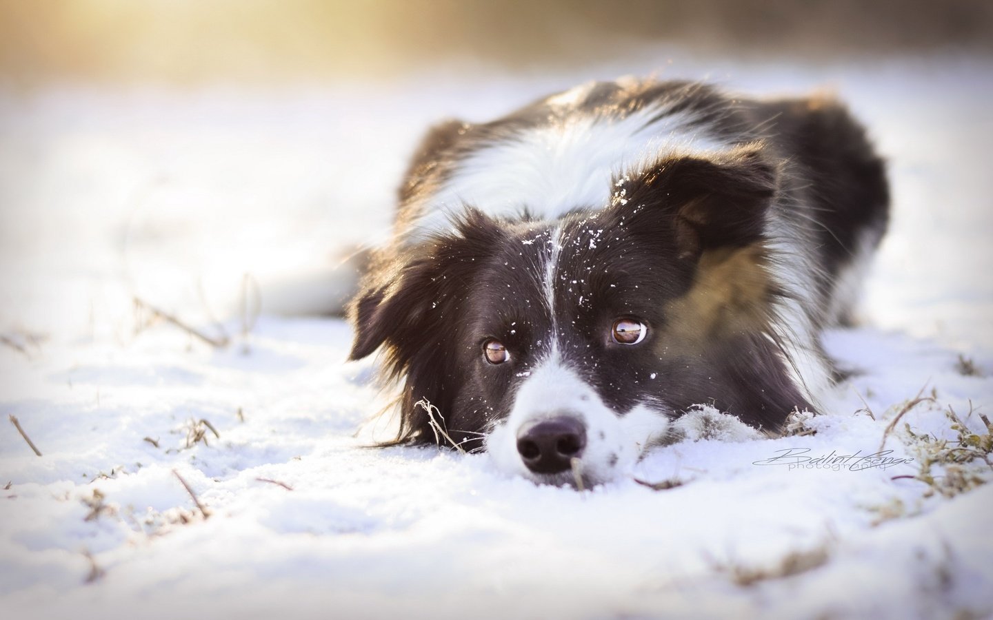 Обои снег, взгляд, собака, snow, look, dog разрешение 2560x1552 Загрузить