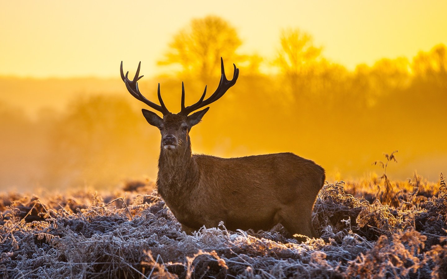 Обои олень, закат, рога, dusk, оленей, deer, sunset, horns разрешение 4104x2736 Загрузить