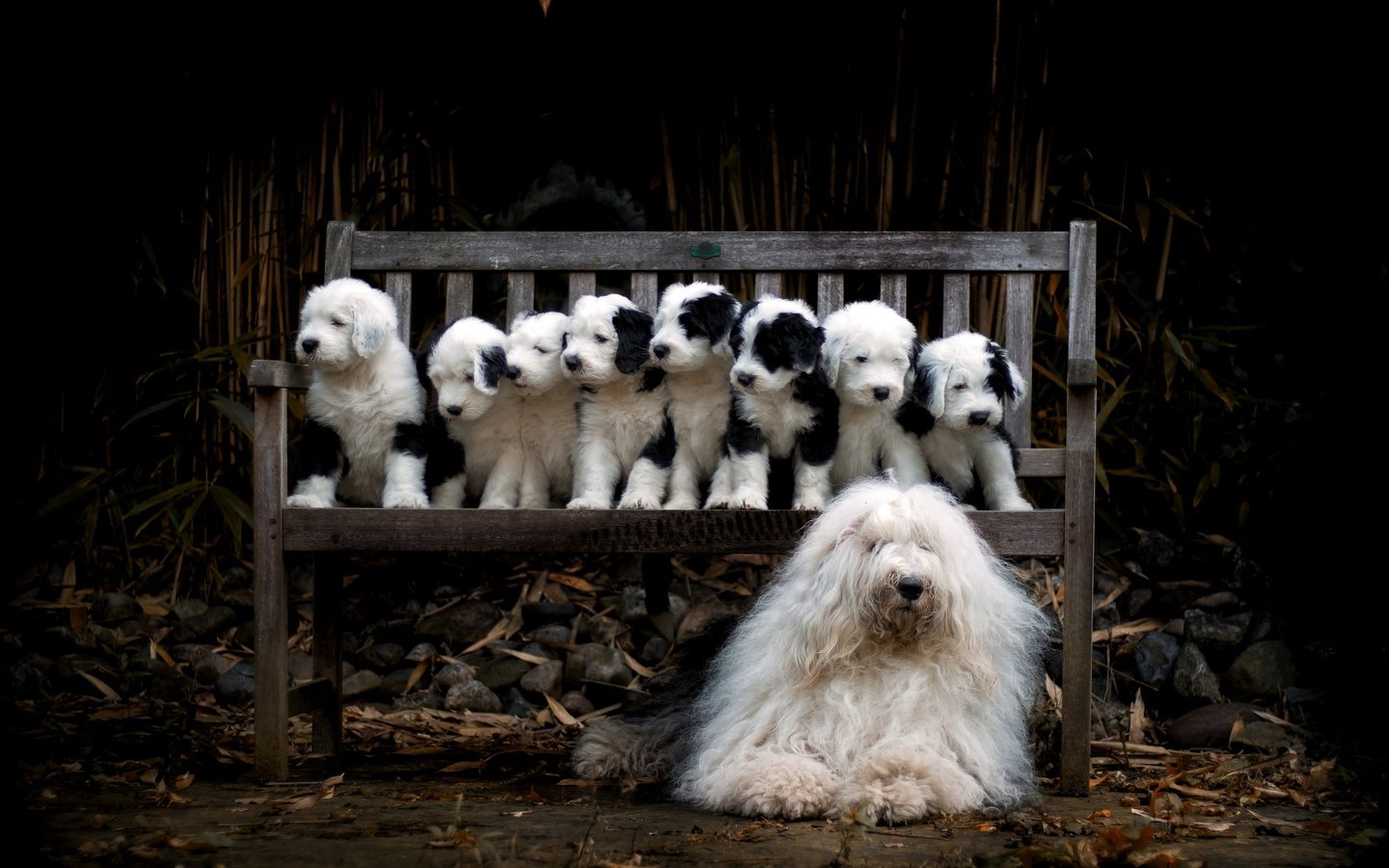 Обои собака, щенки, семья, скамья, dog, puppies, family, bench разрешение 2560x1545 Загрузить