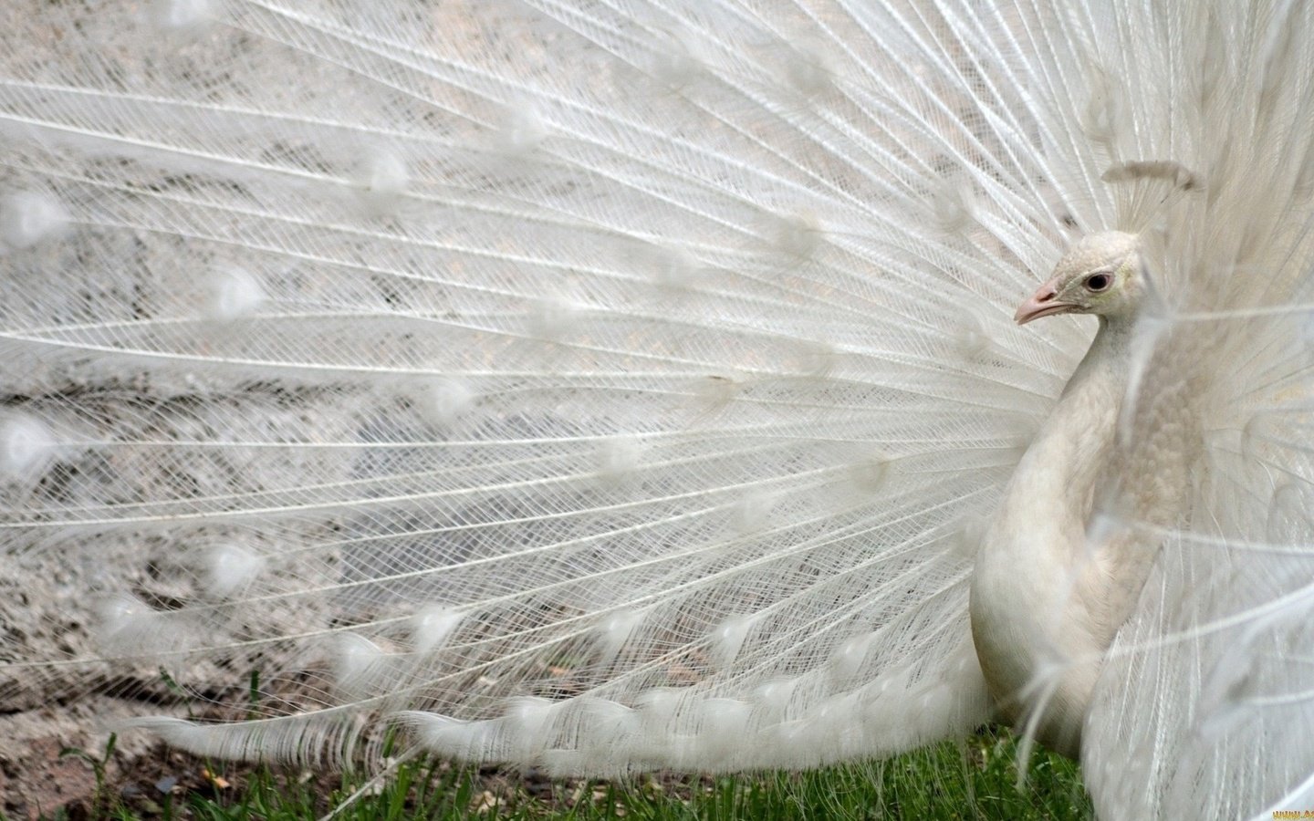 Обои белый, птица, павлин, перья, хвост, white, bird, peacock, feathers, tail разрешение 1920x1080 Загрузить