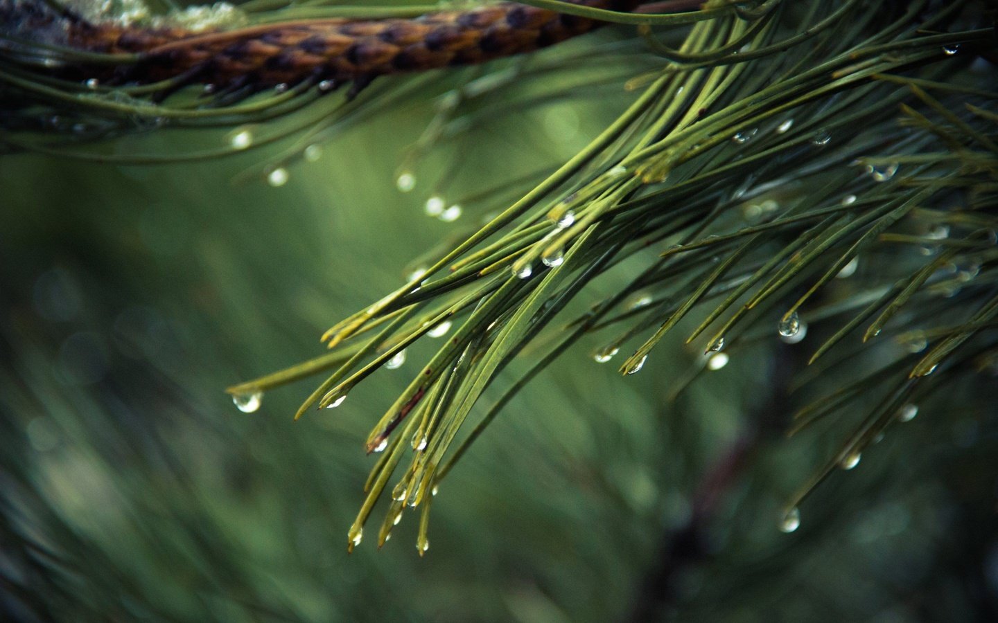 Обои вода, дождь, ветка, иголки, природа, хвоя, макро, роса, капли, ель, water, rain, branch, nature, needles, macro, rosa, drops, spruce разрешение 2880x1800 Загрузить