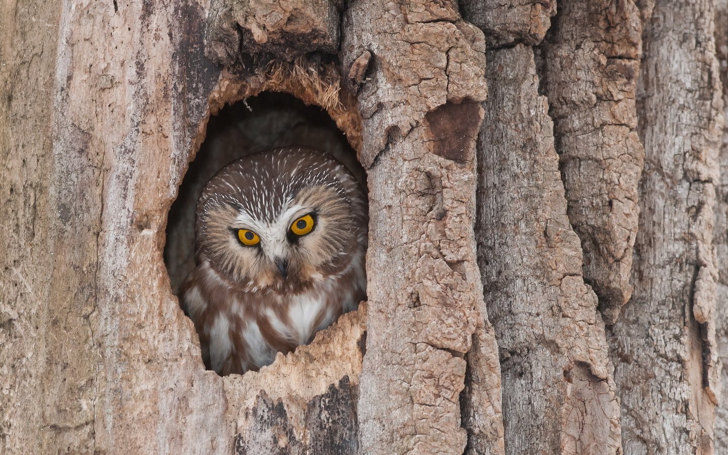 Обои сова, дерево, животные, птица, дупло, owl, tree, animals, bird, the hollow разрешение 1920x1280 Загрузить