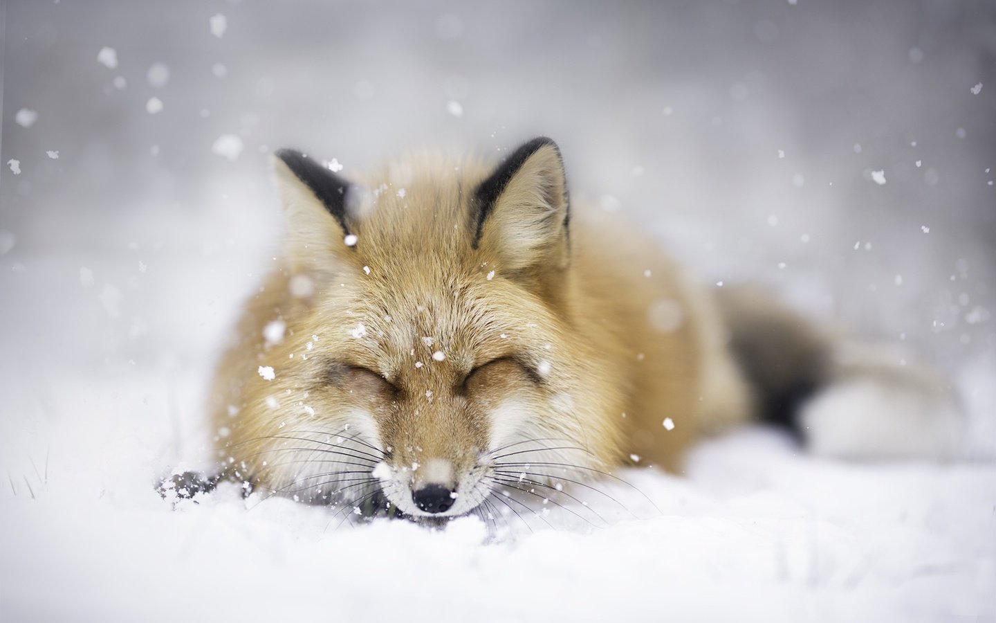 Обои снег, зима, животные, сон, лиса, лисица, snow, winter, animals, sleep, fox разрешение 2048x1365 Загрузить