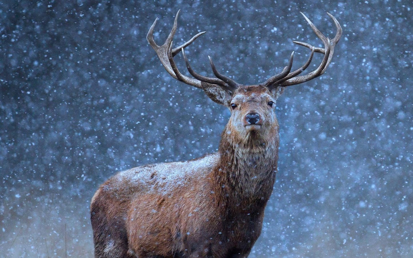 Обои снег, природа, олень, зима, взгляд, рога, snow, nature, deer, winter, look, horns разрешение 1920x1080 Загрузить
